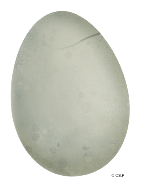 CSLP_2026_Dino_Egg a dinosaur egg