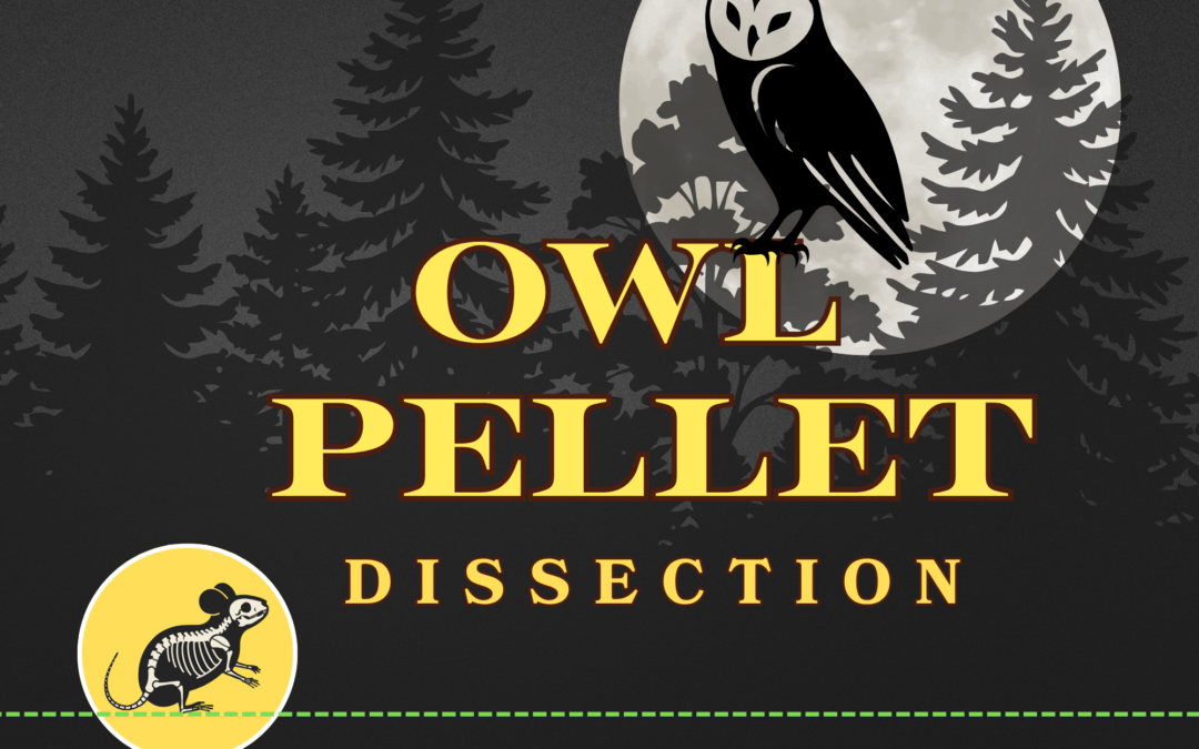 Owl Pellet Dissection